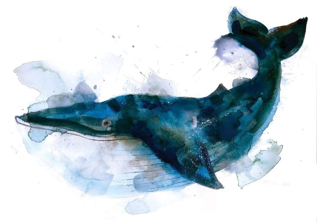 Blue Whale by Gavin Dobson