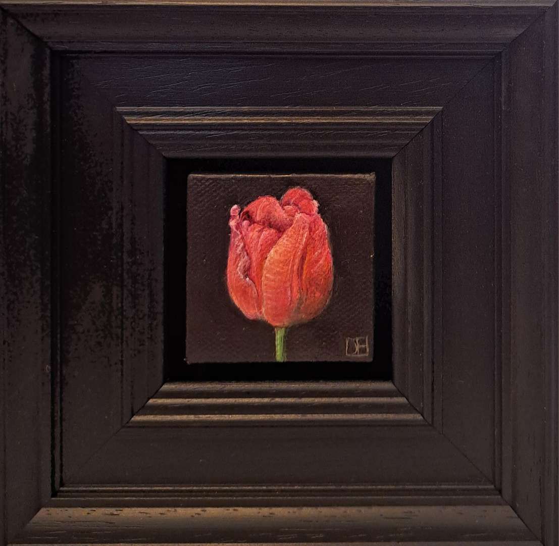 Pocket Veronique Tulip by Dani Humberstone