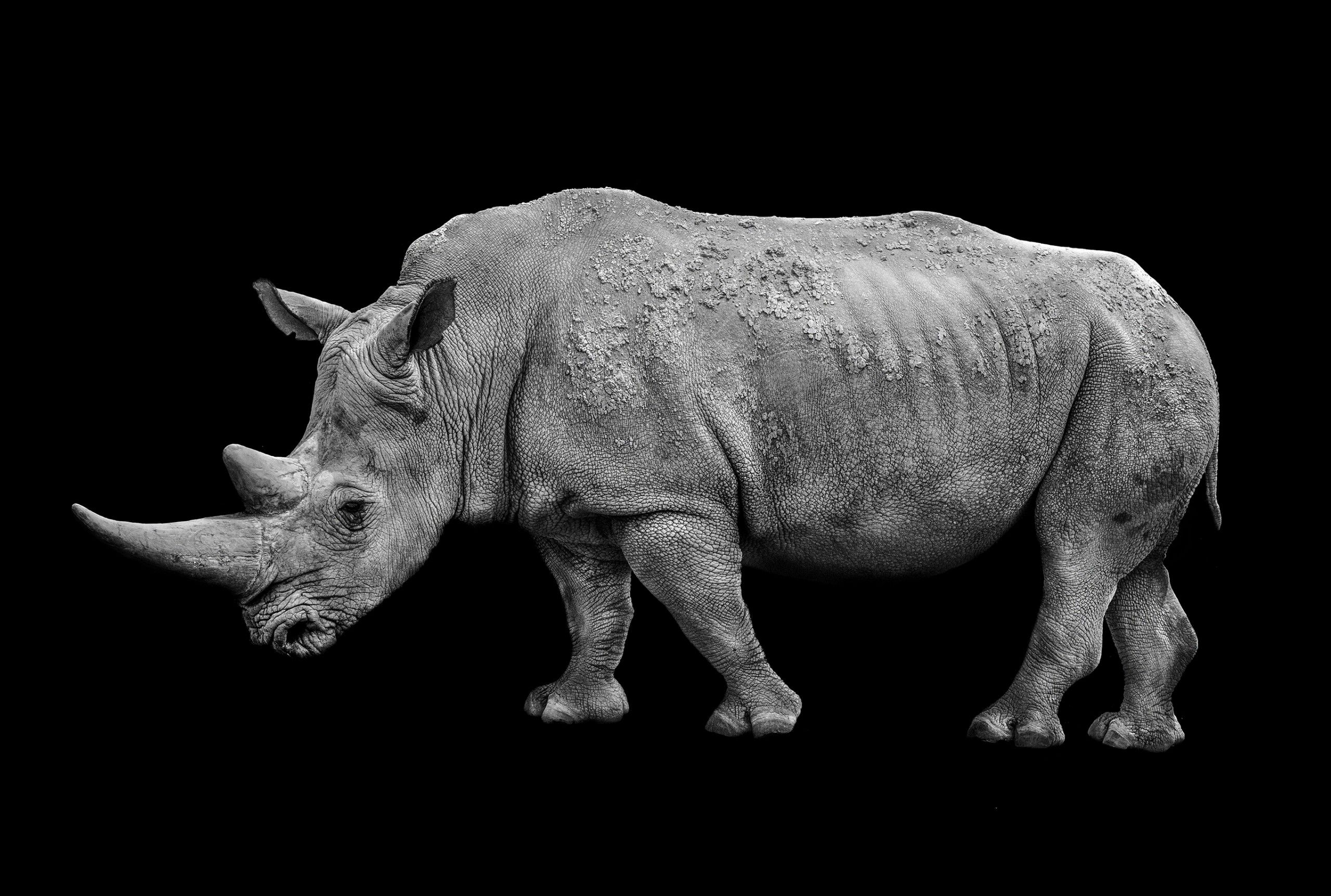 Rhinoceros by Max Garner Reidy