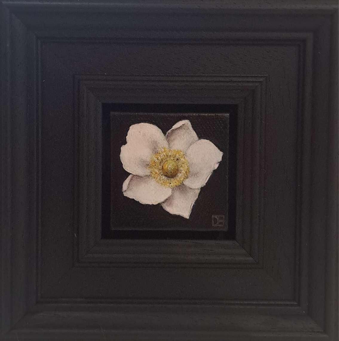 Pocket White Anemone 5 c by Dani Humberstone