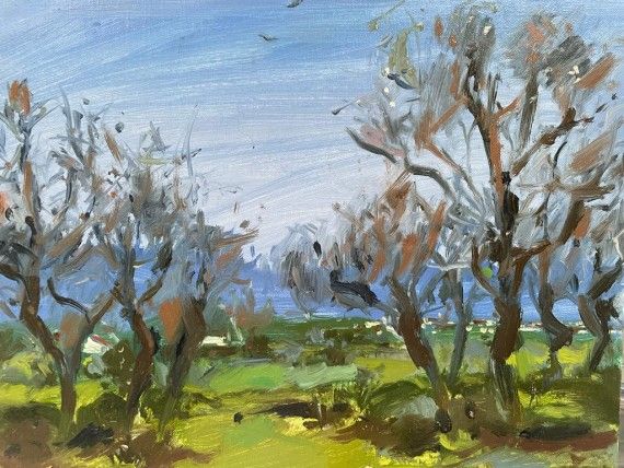 Algarve almond trees by Natalie Bird