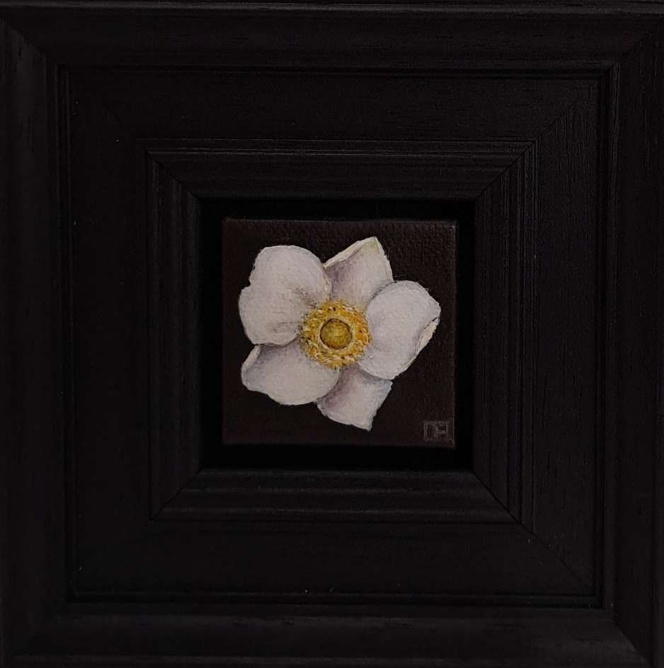 Pocket White Anemone 2 (c) by Dani Humberstone