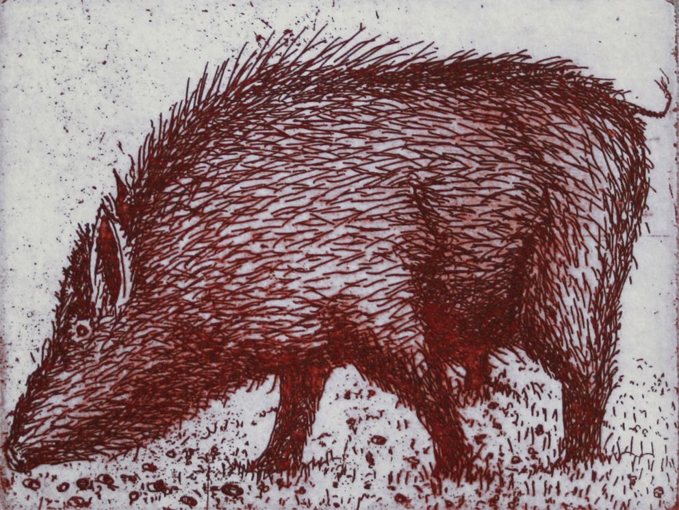 Boar in Clover by Tim Southall