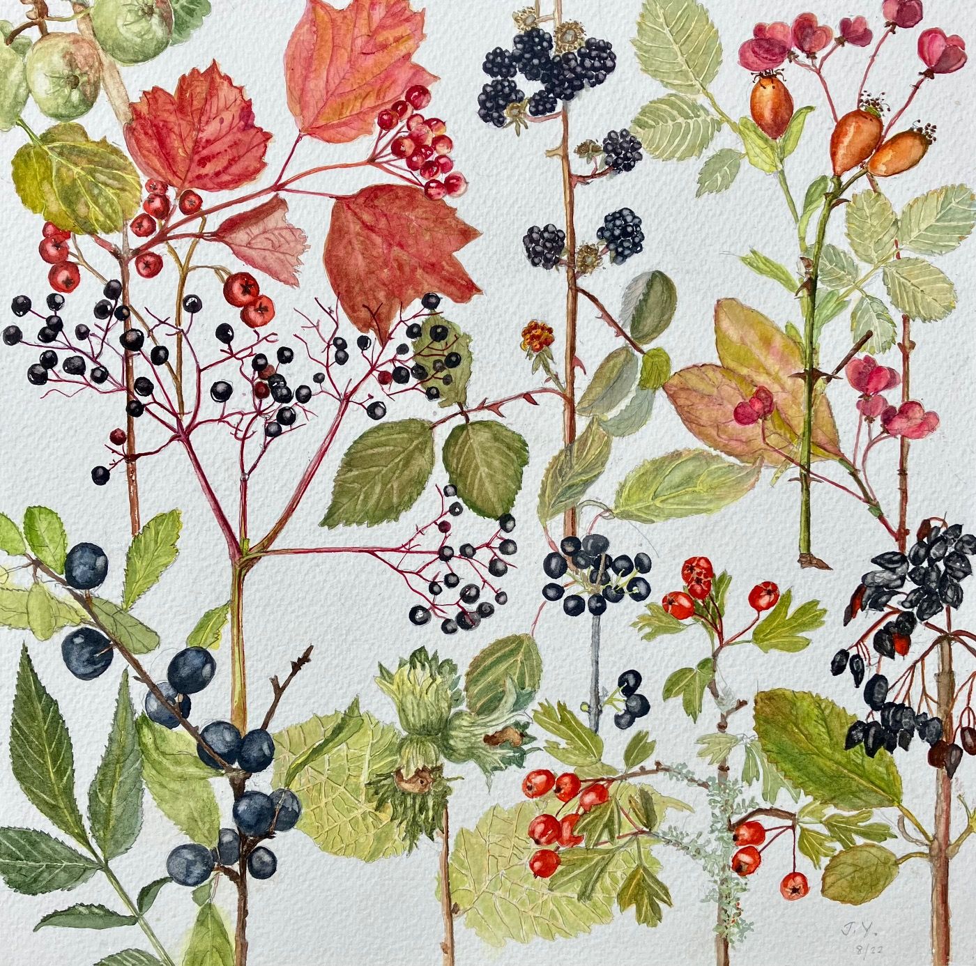 Autumn Hedgerow Plants by Judith Yarrow