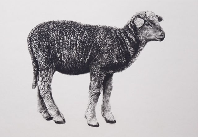 Lamb by Tammy Mackay