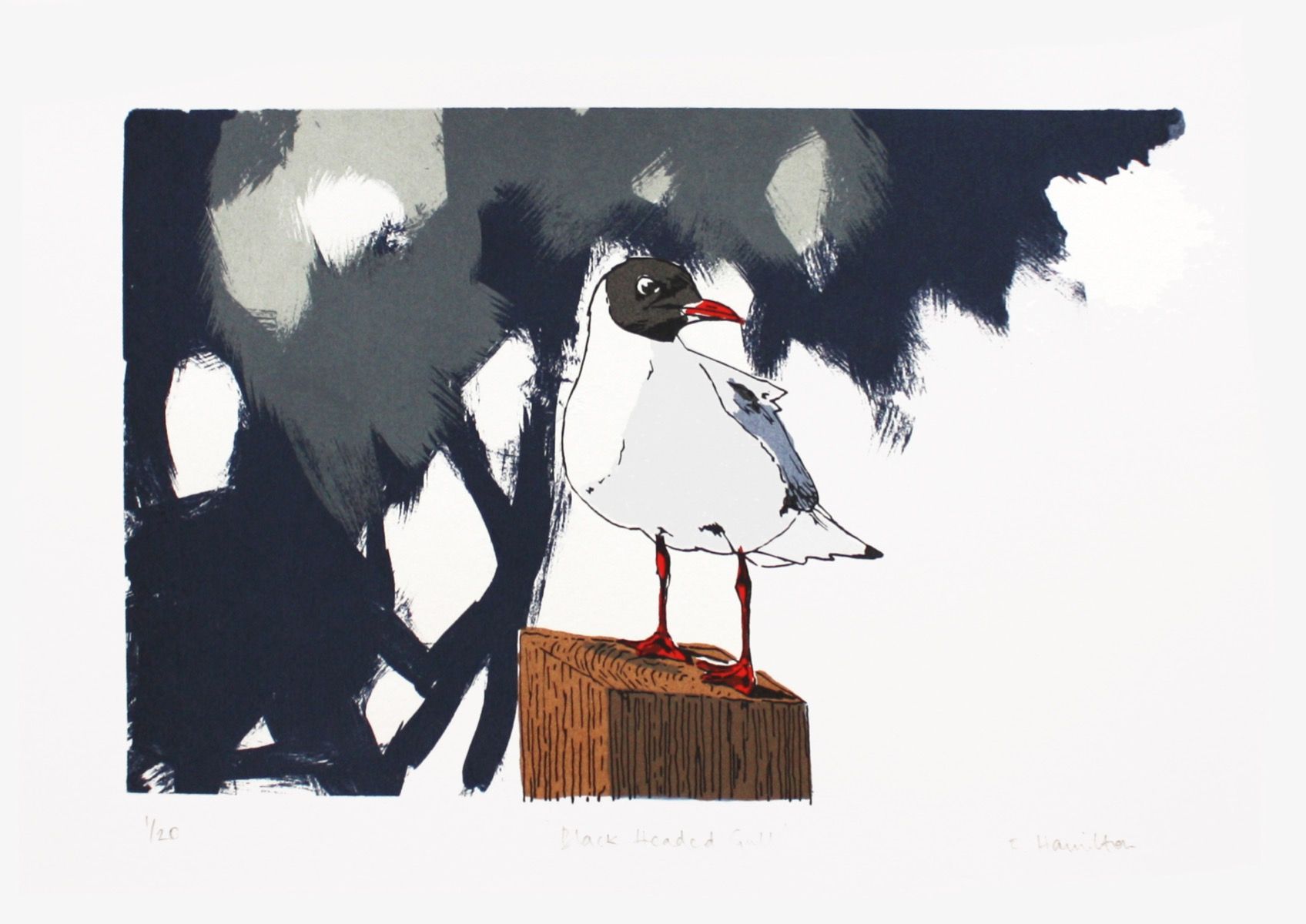 Black Headed Gull by Fiona Hamilton