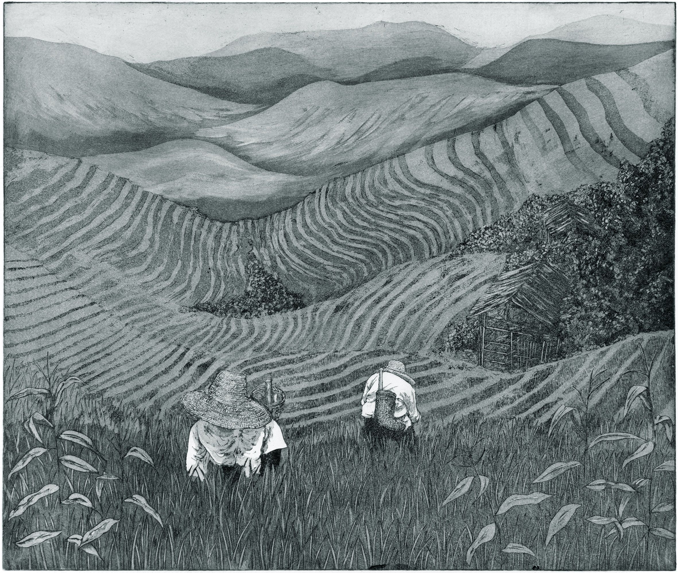 Longji Rice Terraces by Jane Peart