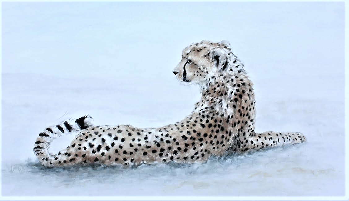 Cheetah Dusk by Annabel Pope