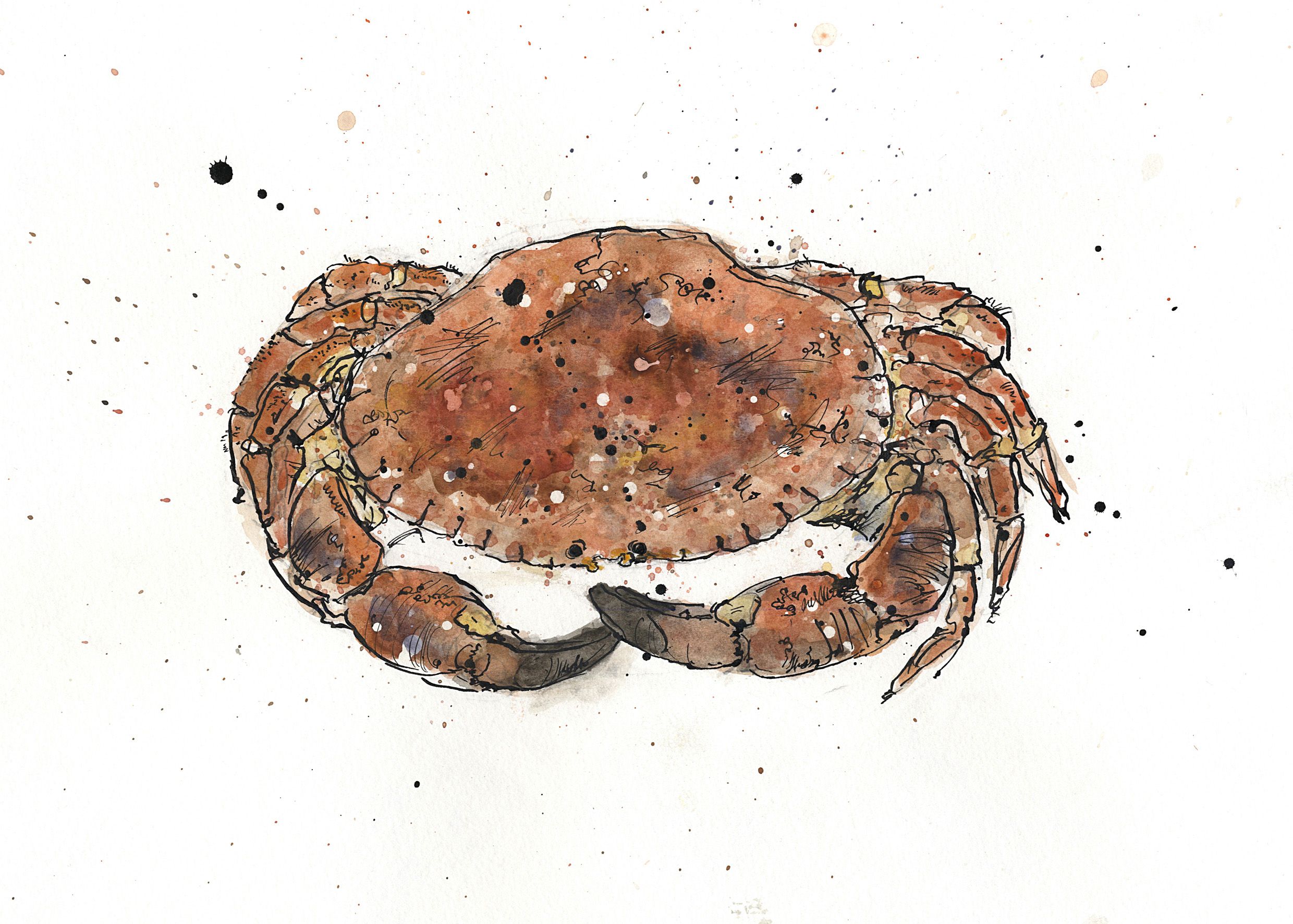 Crab by Zaza Shelley