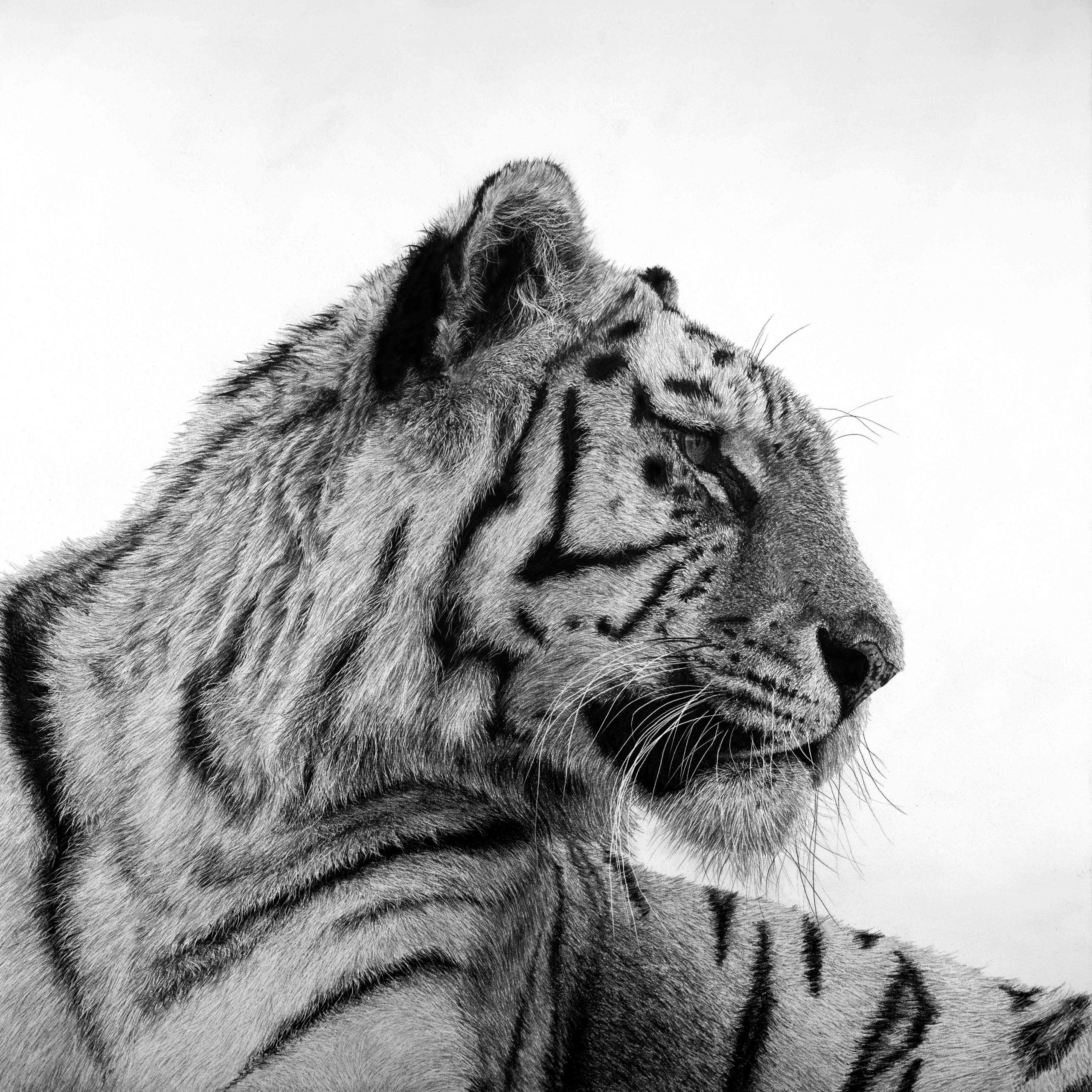 Tiger 1 by David Hunt