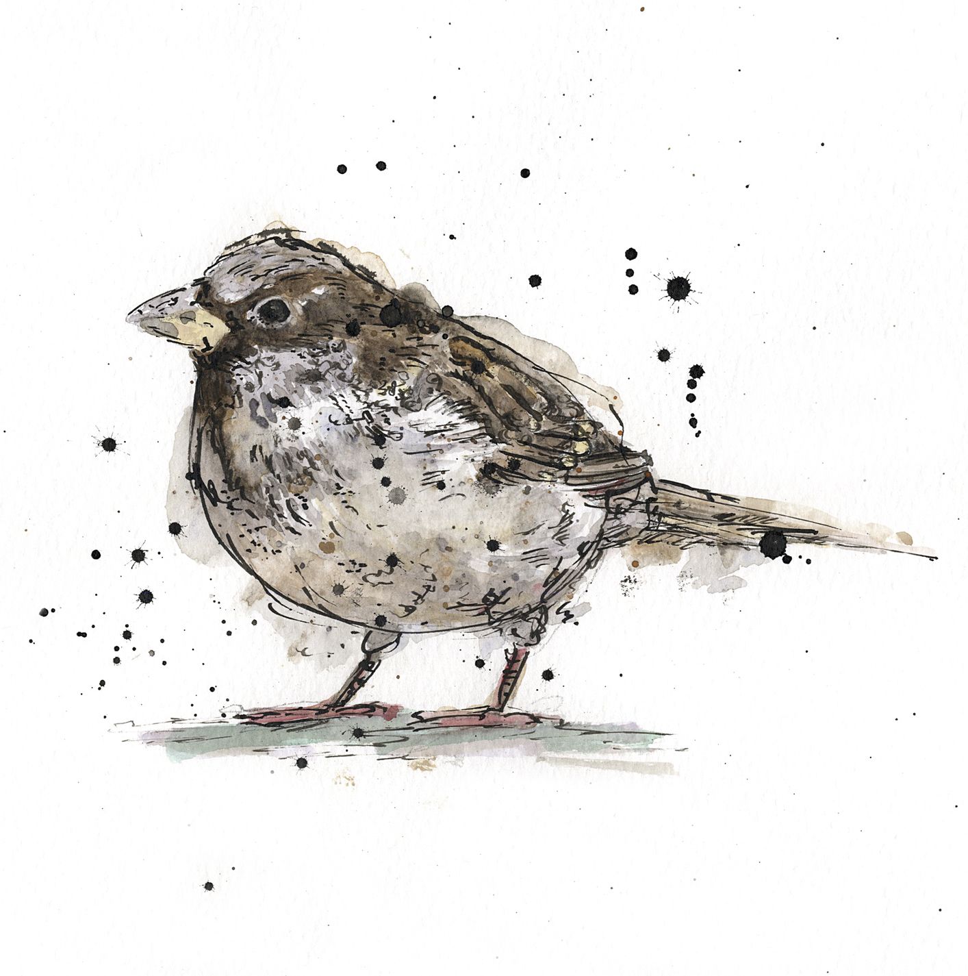 Sparrow series 1 by Zaza Shelley