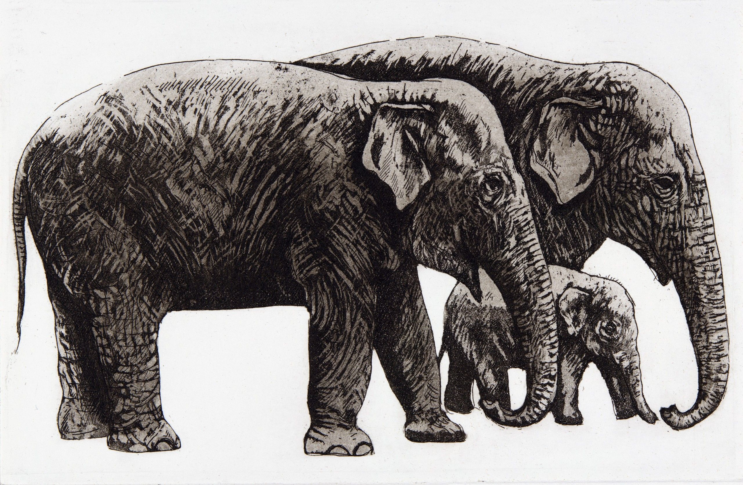 Elephant Family by Jane Peart