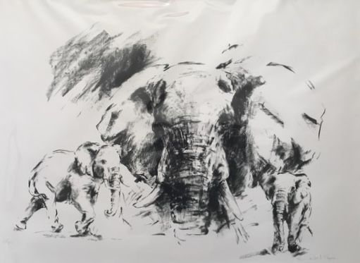 Elephant studies by Annabel Pope