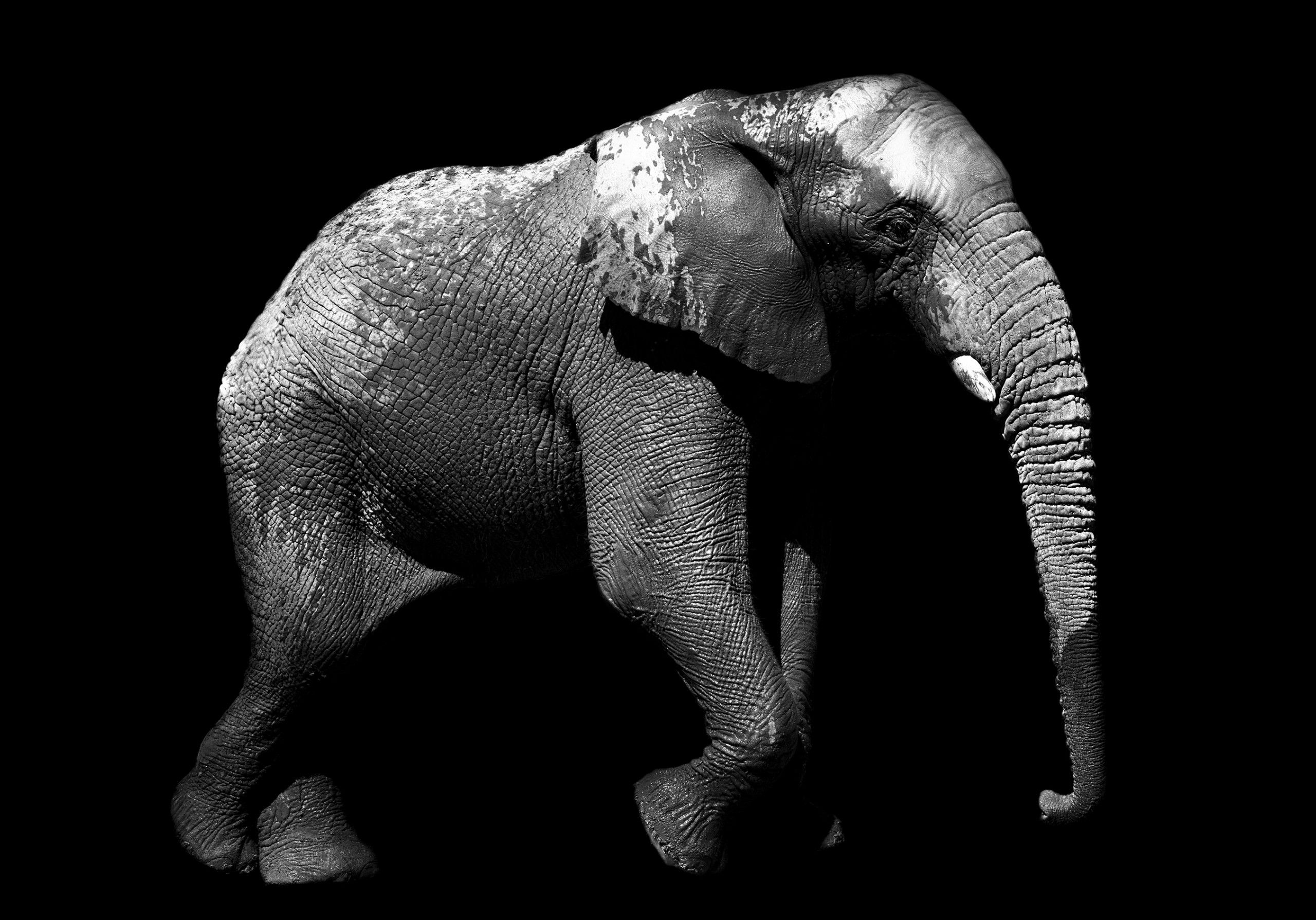 Elephantis by Max Garner Reidy