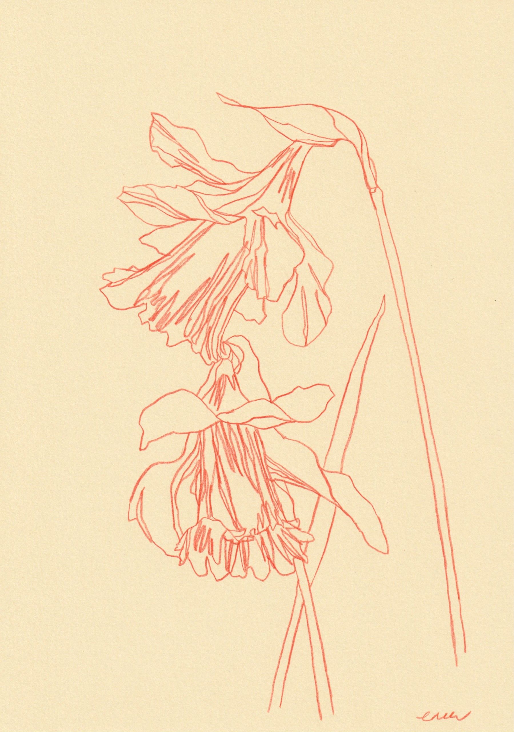 Daffodil 1 by Ellen Williams
