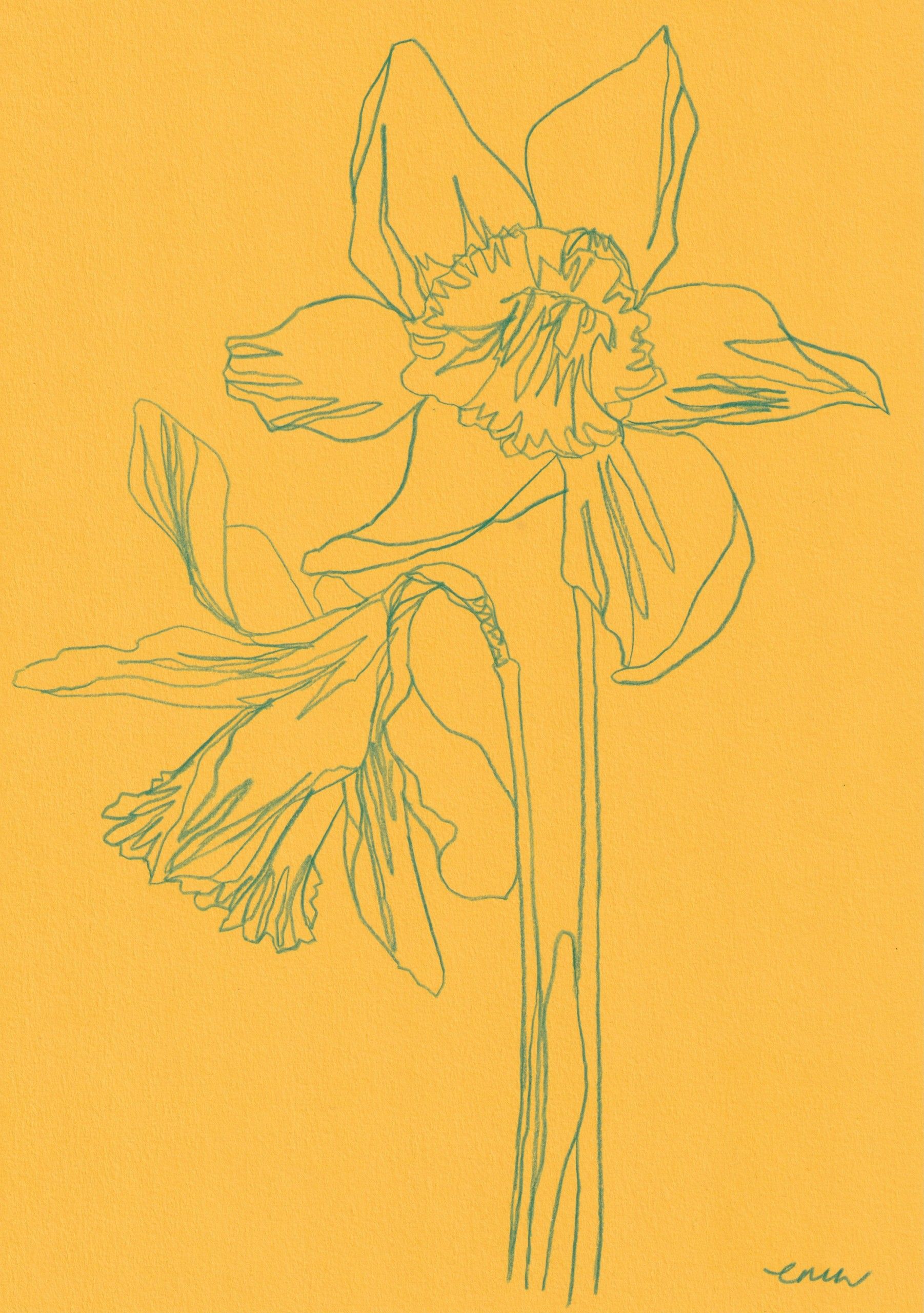 Daffodil 2 by Ellen Williams