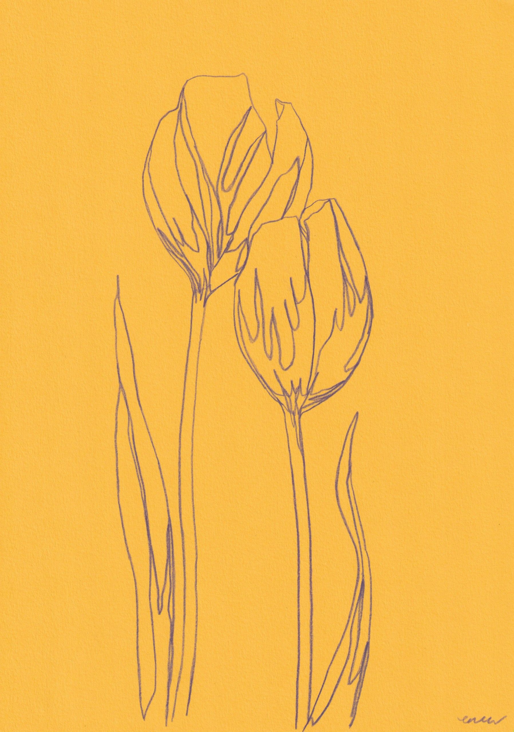 Tulip 3 by Ellen Williams
