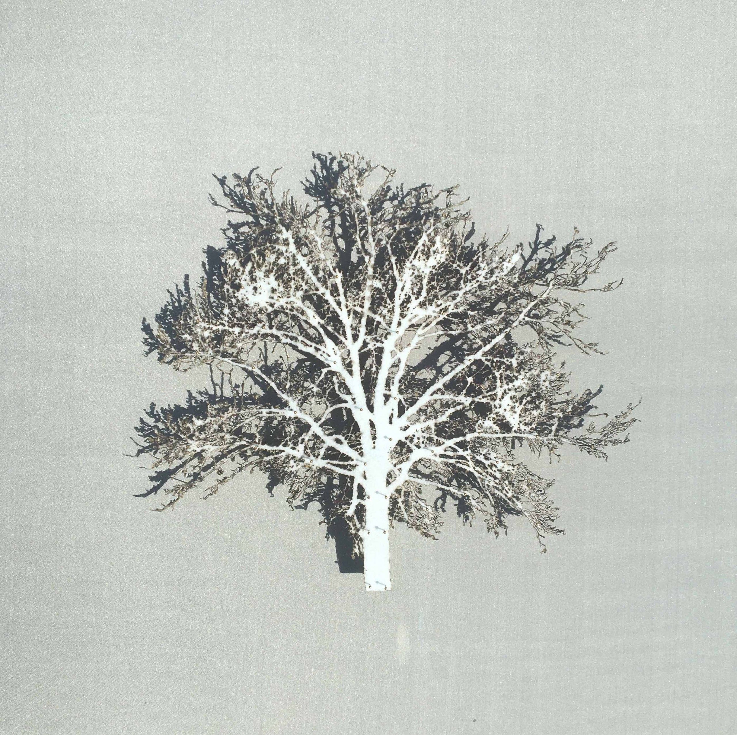 White Oak by Emma Levine