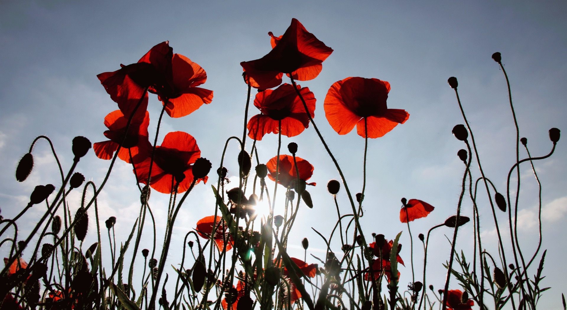 Poppy Silhouettes by Felicity Fox - Secondary Image
