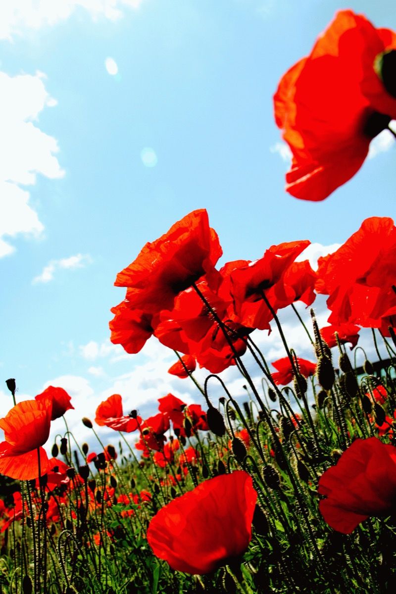 Pretty Poppies by Felicity Fox - Secondary Image