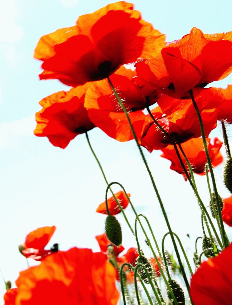 Swaying Poppies by Felicity Fox