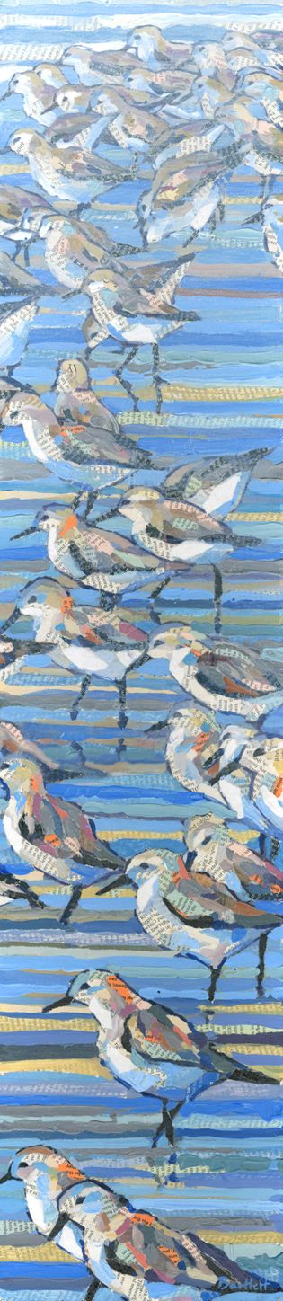 Sanderlings by Paul Bartlett