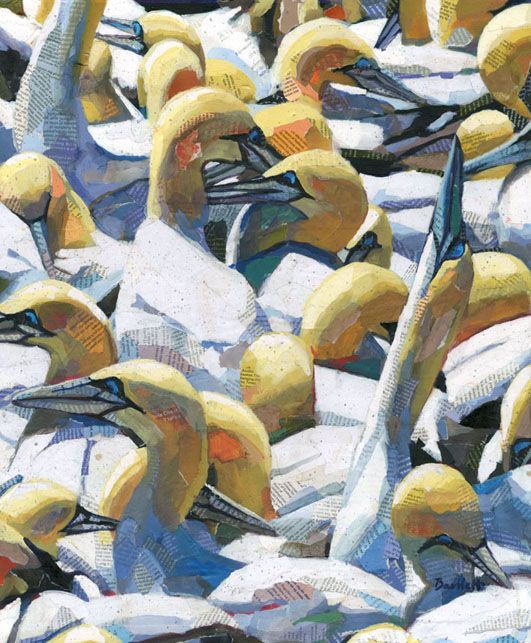Gannets on the Bass Rock by Paul Bartlett