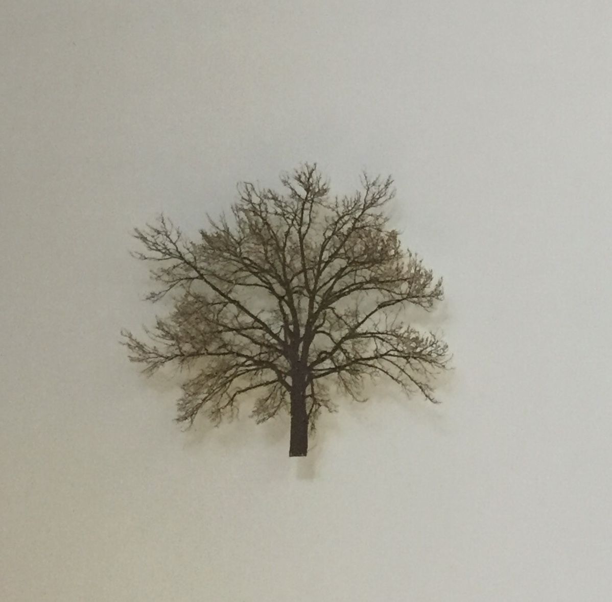 Grey Sky Oak by Emma Levine