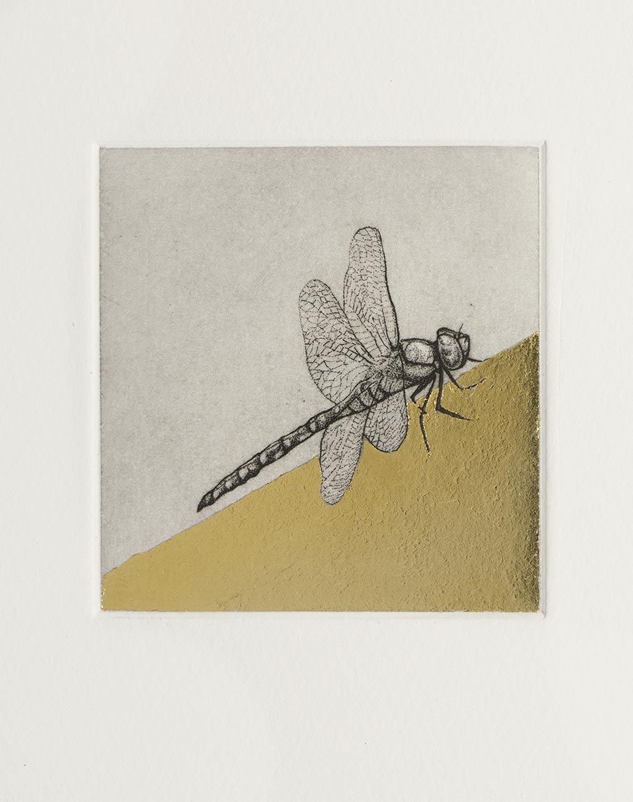 Dragonfly Study II by Guy Allen