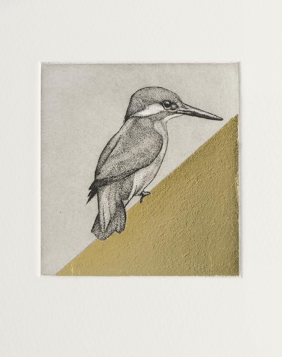 Kingfisher Study II by Guy Allen