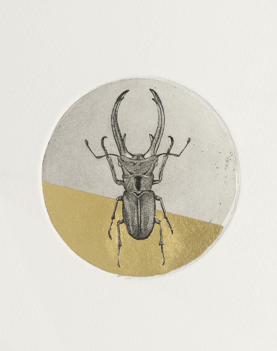 Stag Beetle Study by Guy Allen
