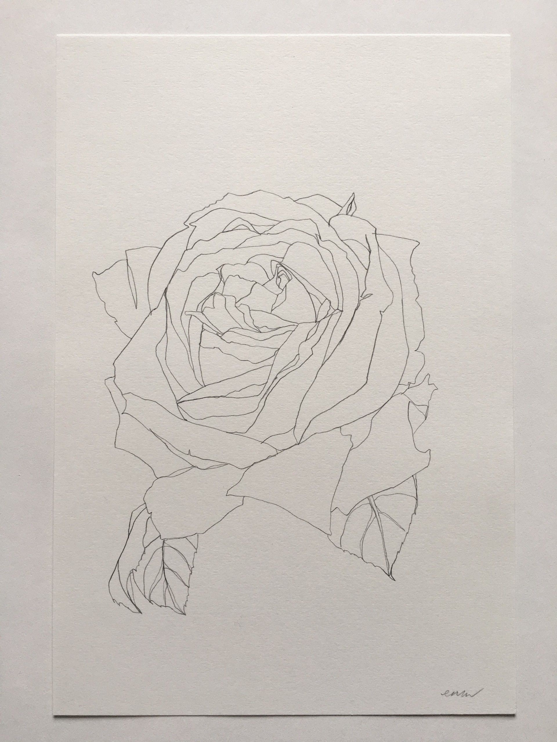 Rose 19 by Ellen Williams - Secondary Image