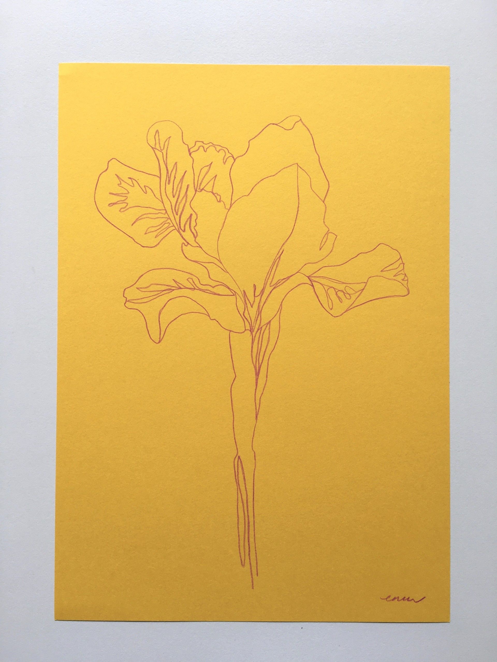 Spring Iris by Ellen Williams