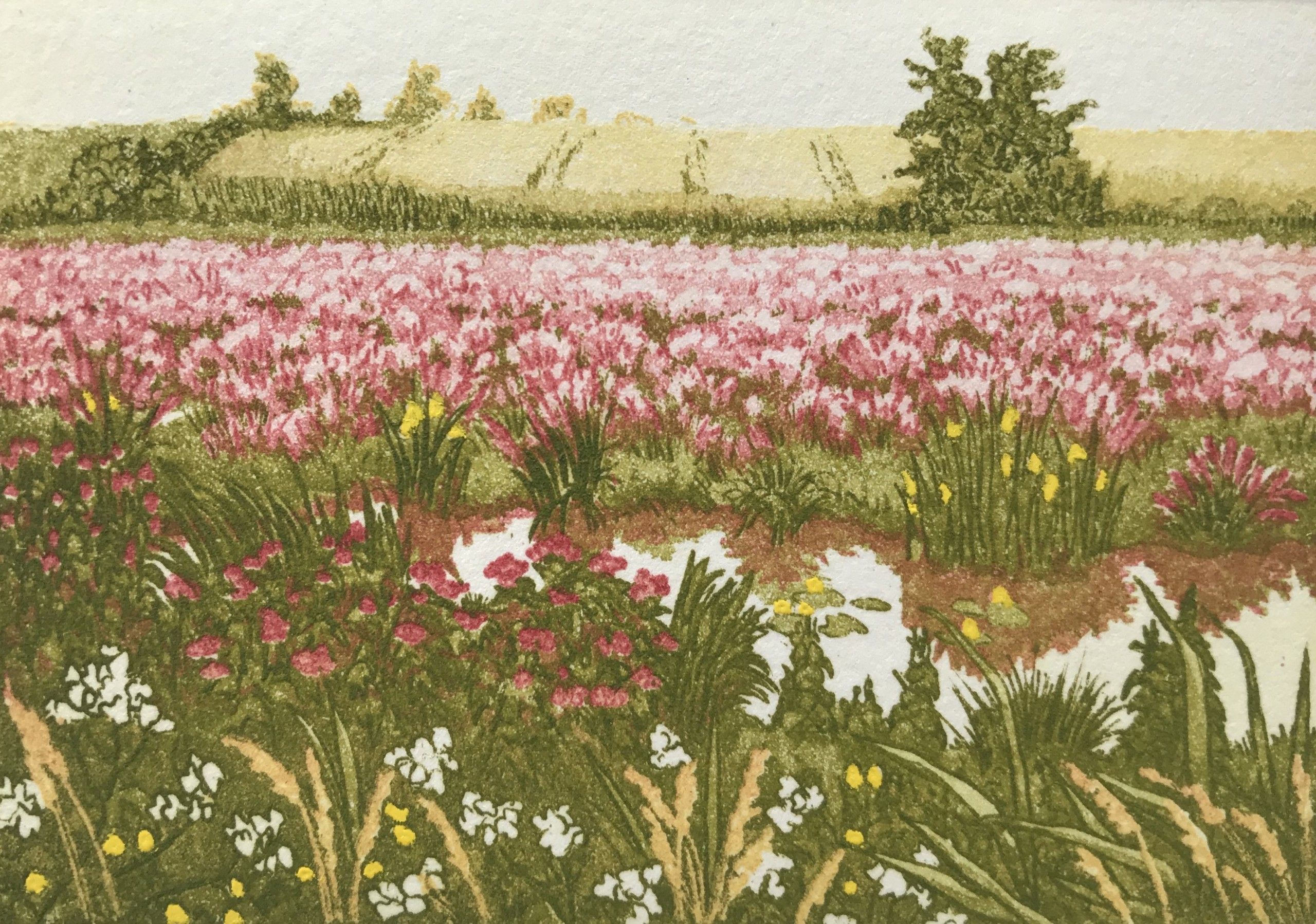 Pink Field by Jan Dingle