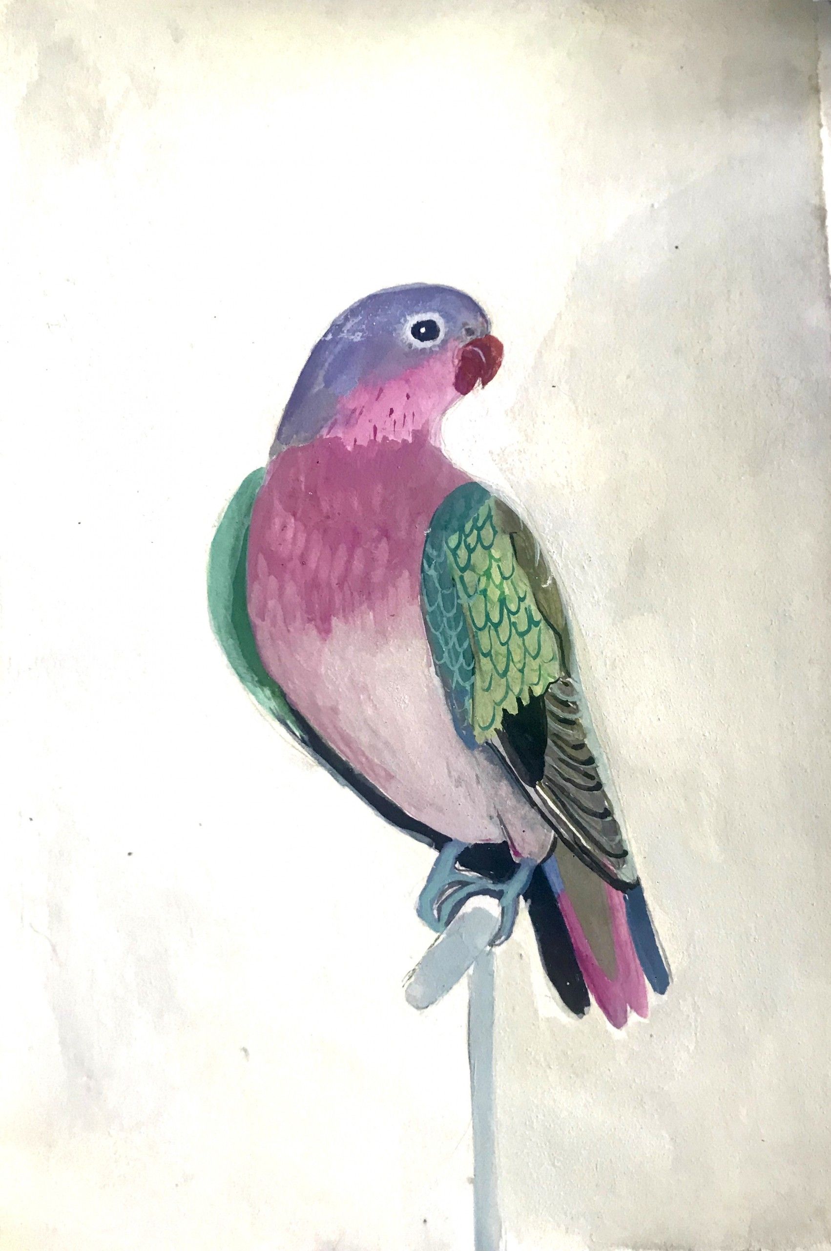 Pink Parrot by Daisy Clarke