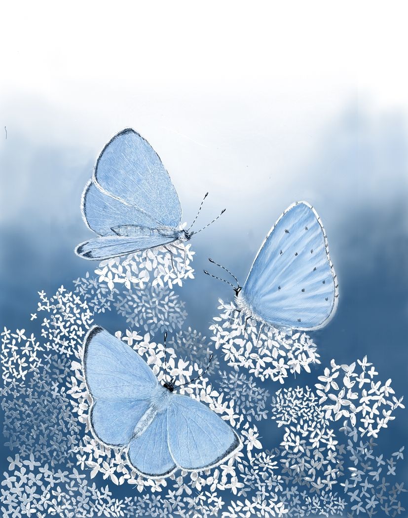 Holly Blue butterflies by Jane Peart