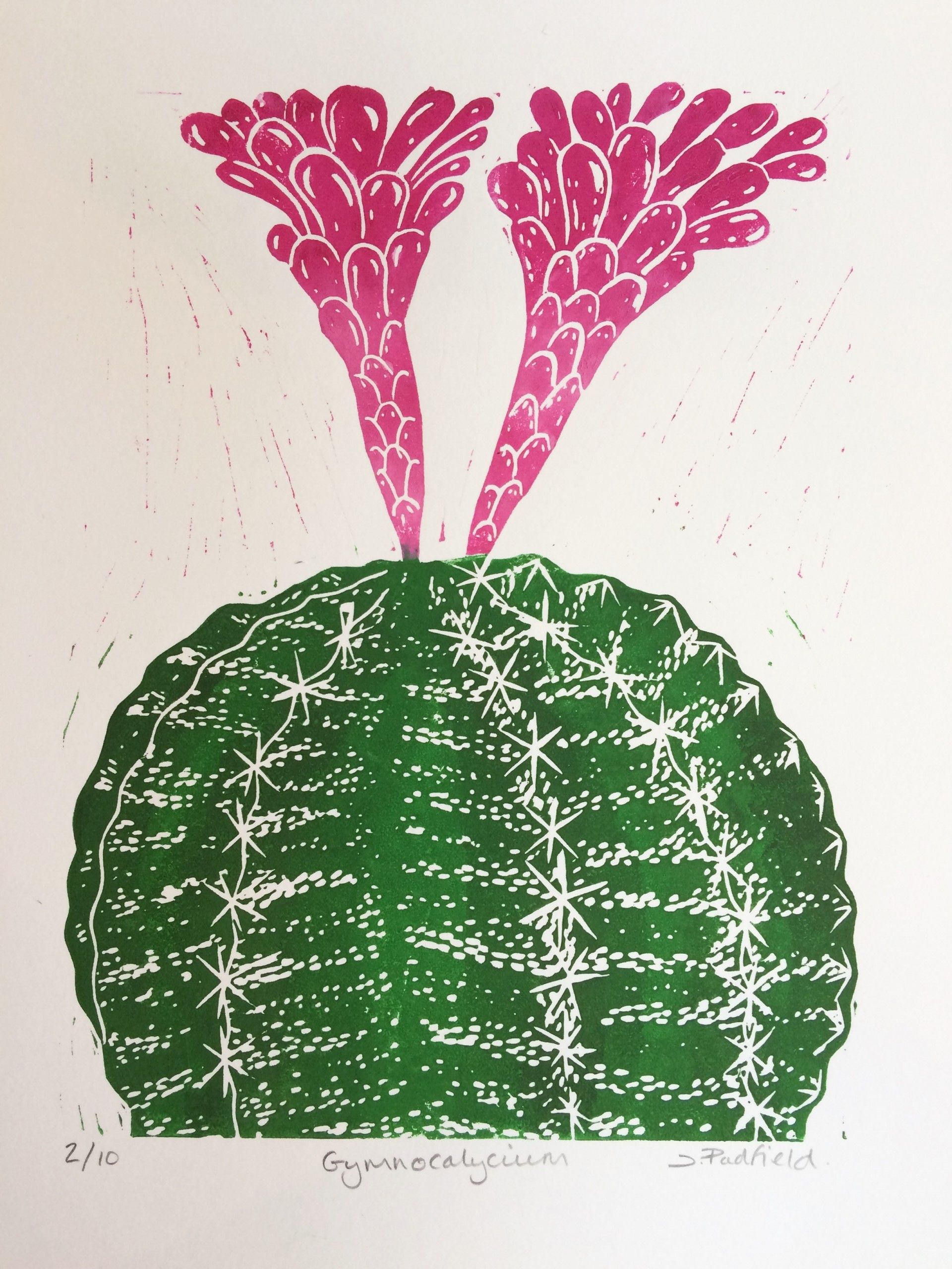 Gymnocalycium Cactus by Joanna Padfield