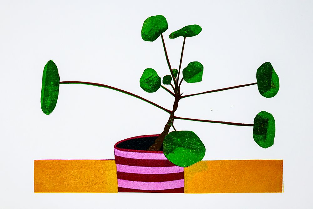 Pilea Peperomiodies IV by Kerry Day