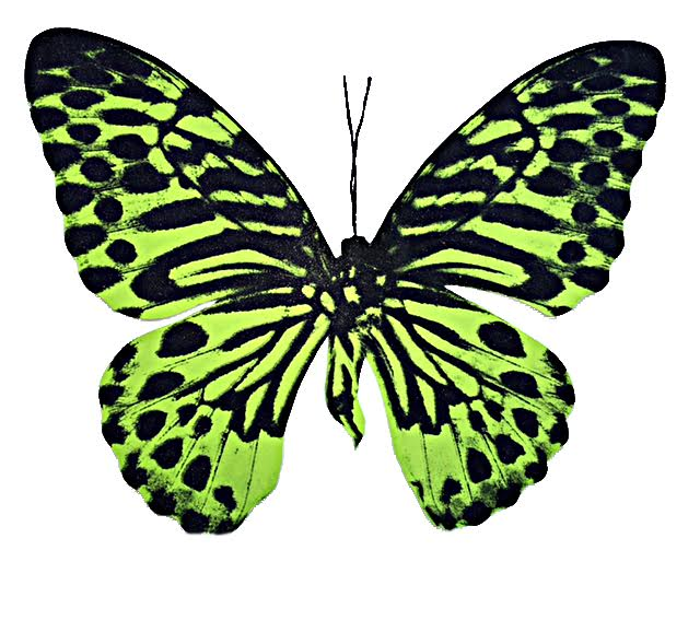 Tiger Butterfly - Lime Green by Claire Robinson