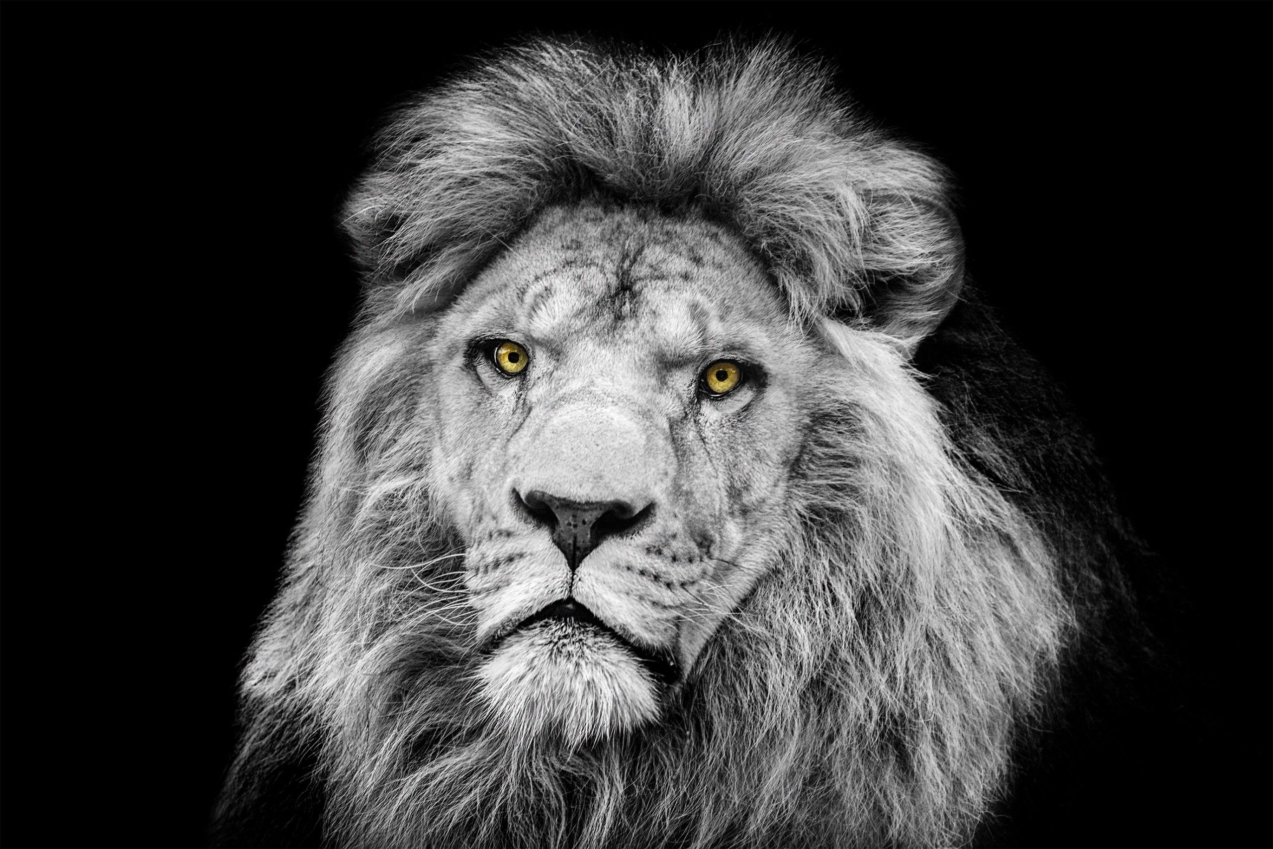 Lion by Max Garner Reidy