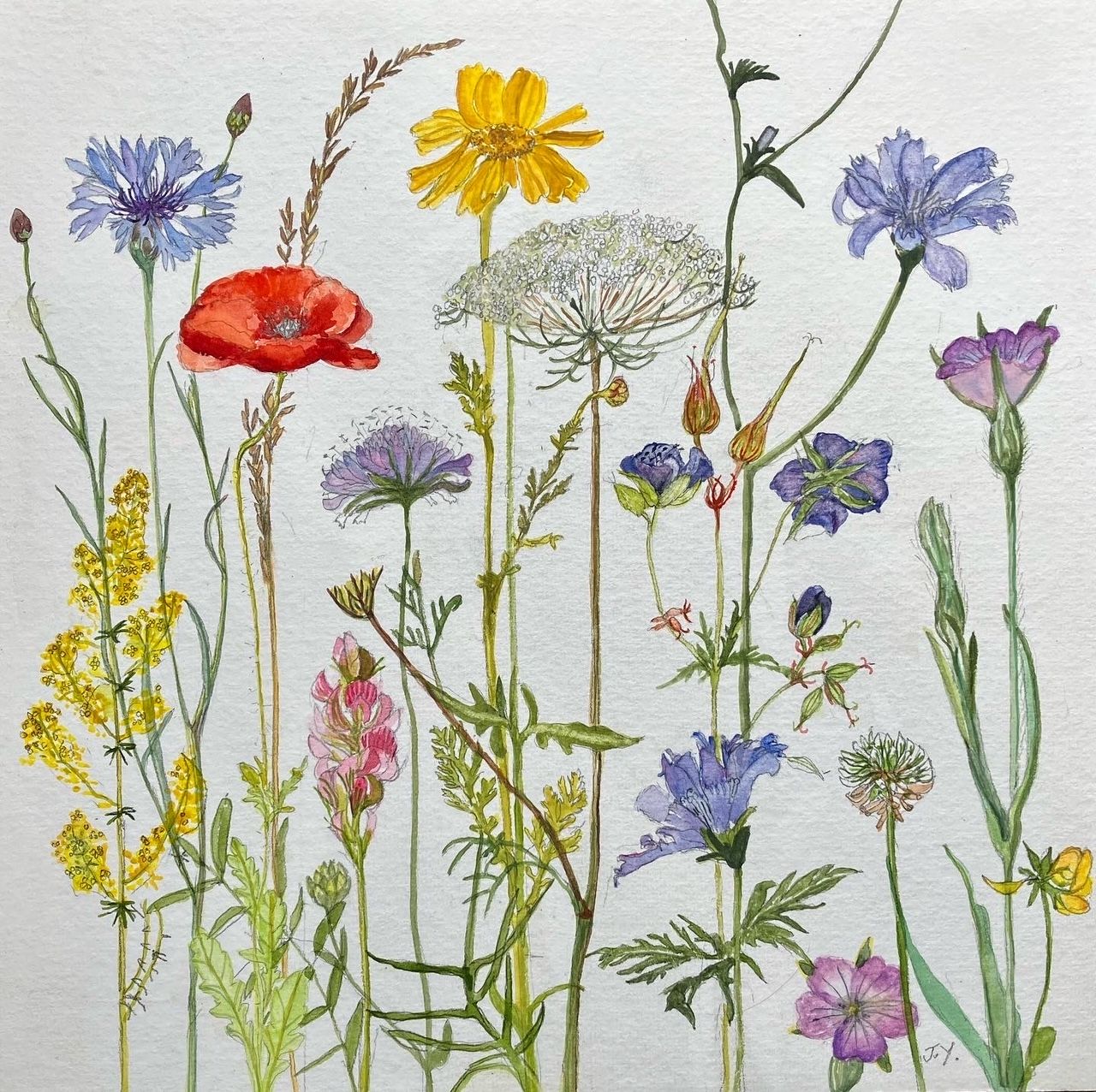 Mid Summer Meadow Flowers by Judith Yarrow