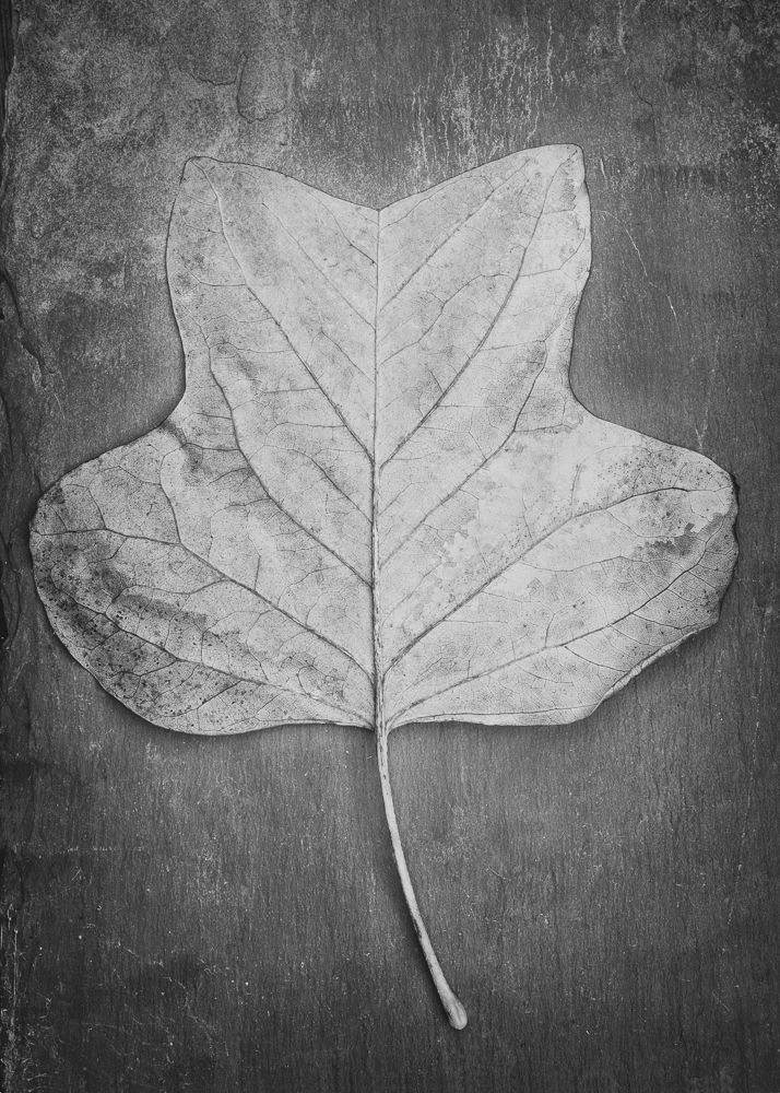 Tulip tree leaf by Benedict Ramos