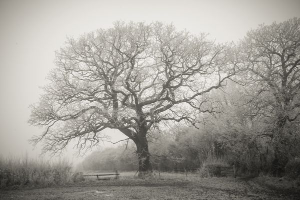 Oak tree in a hoar frost, Oxfordshire by Benedict Ramos
