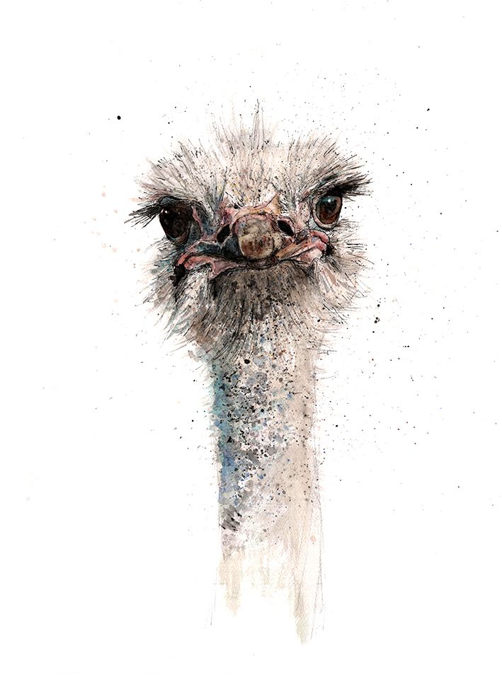 Ostrich 1 by Zaza Shelley