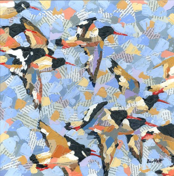 Oystercatcher Flock by Paul Bartlett