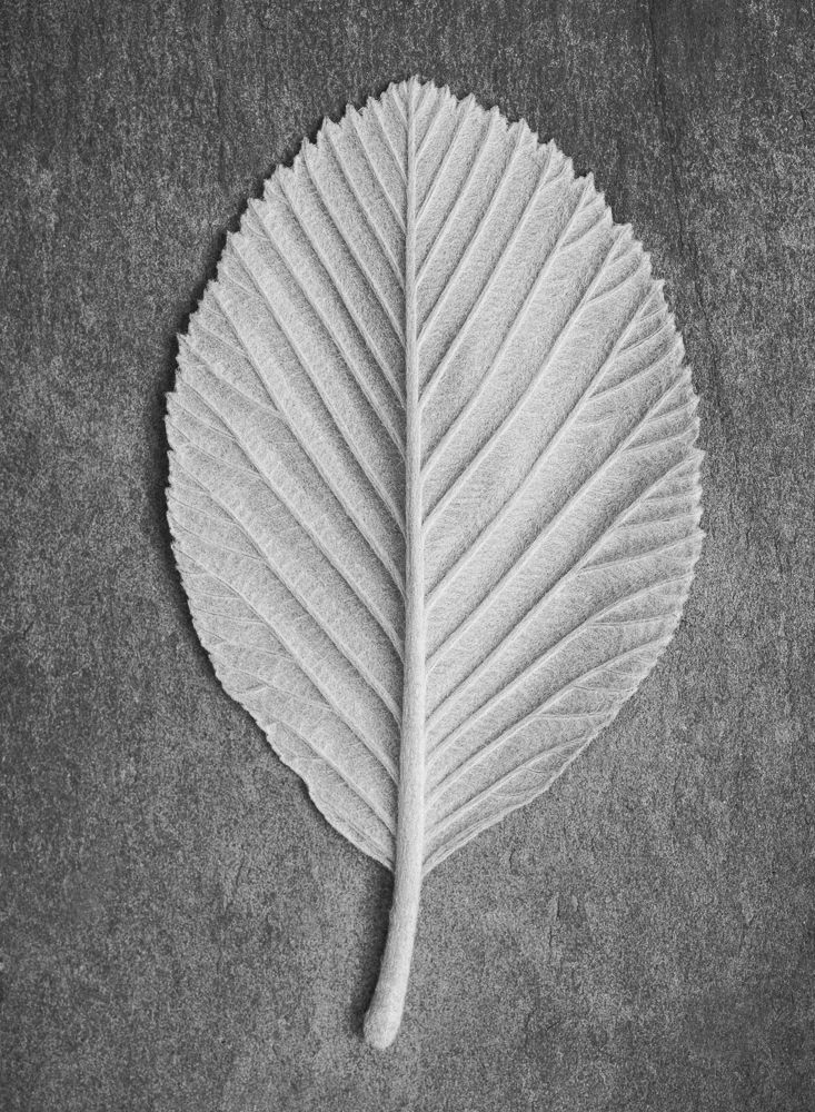 White hornbeam leaf by Benedict Ramos