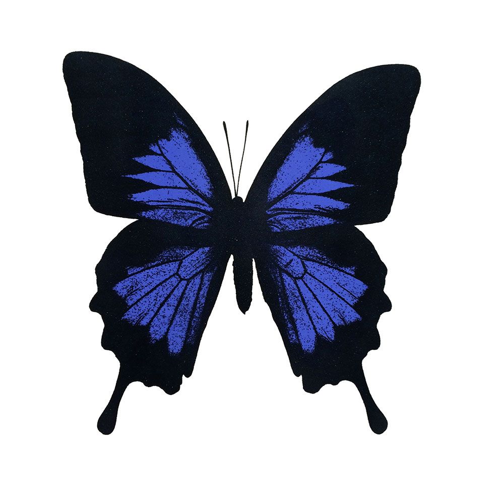 Papilio Ulysses - Electric Blue by Claire Robinson