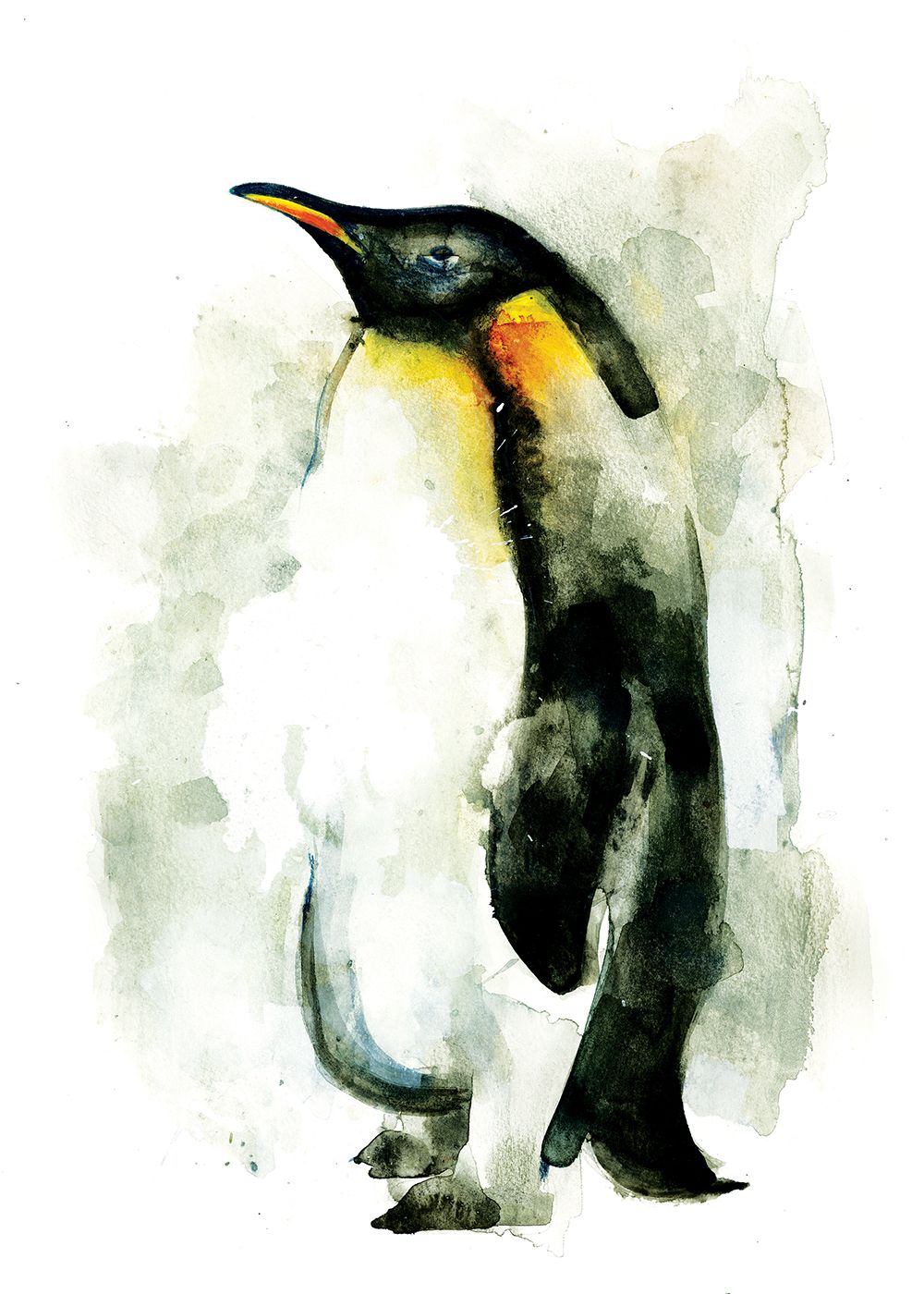 Penguin by Gavin Dobson