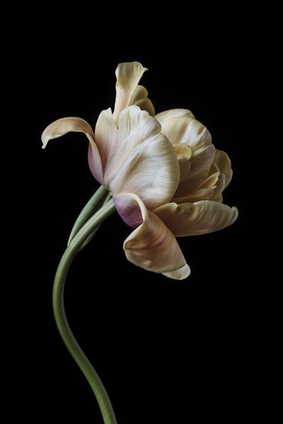 La Belle Epoque tulip by Benedict Ramos