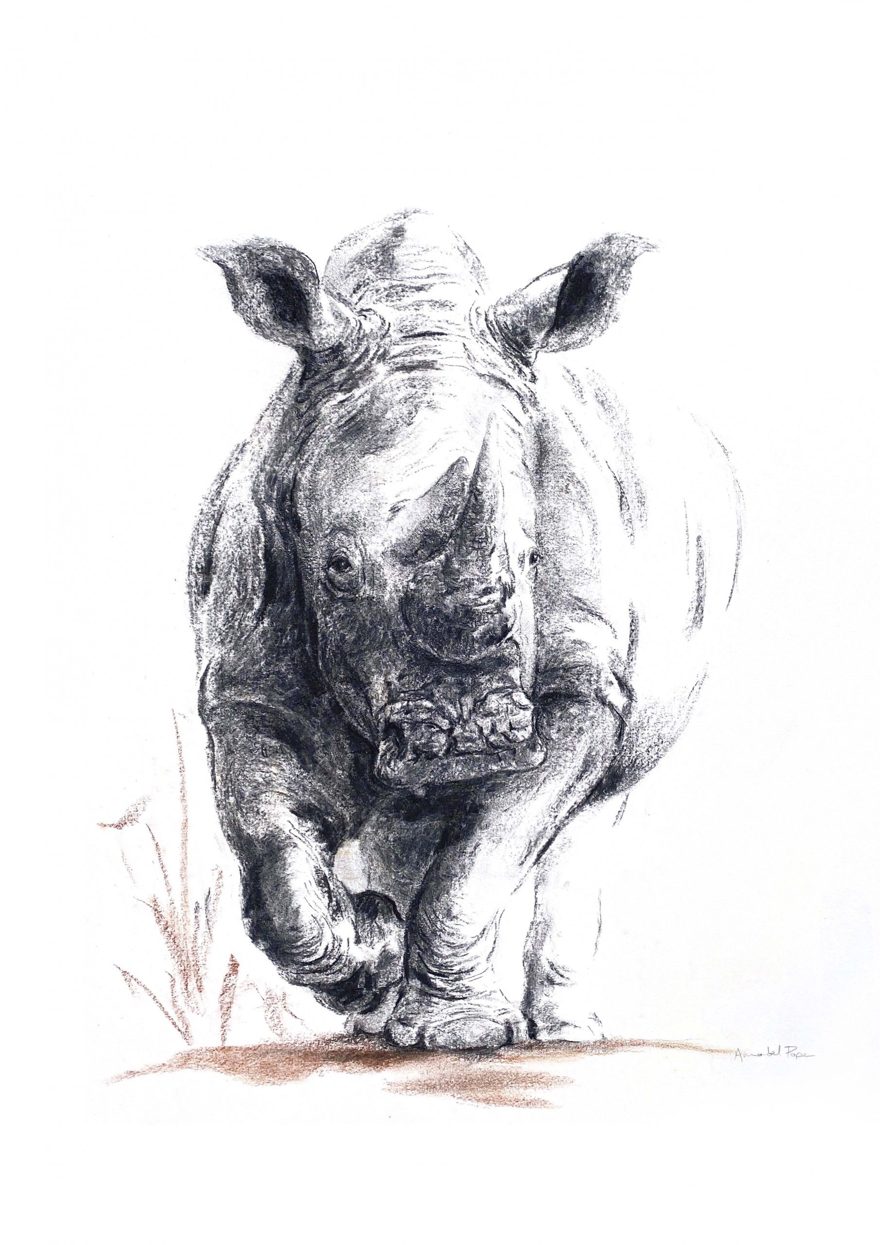Rhino Territory by Annabel Pope